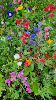 Wildblumen (auf 2/3 der Größe verkleinert)