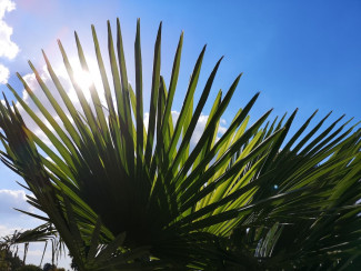 Palmwedel