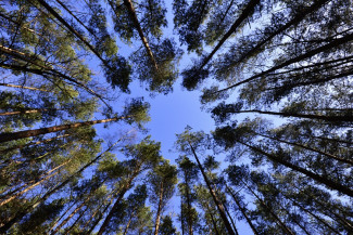 Kiefernbäume und Himmel